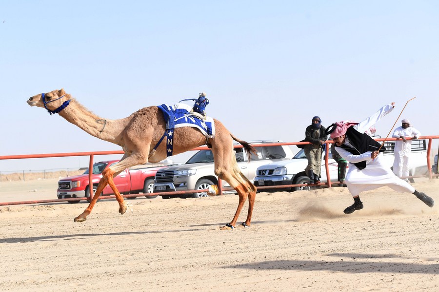 Camel Racing with Robot Jockeys