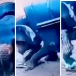 Instagram Elephant Video Reddit Elephant Crushes Man Full Video