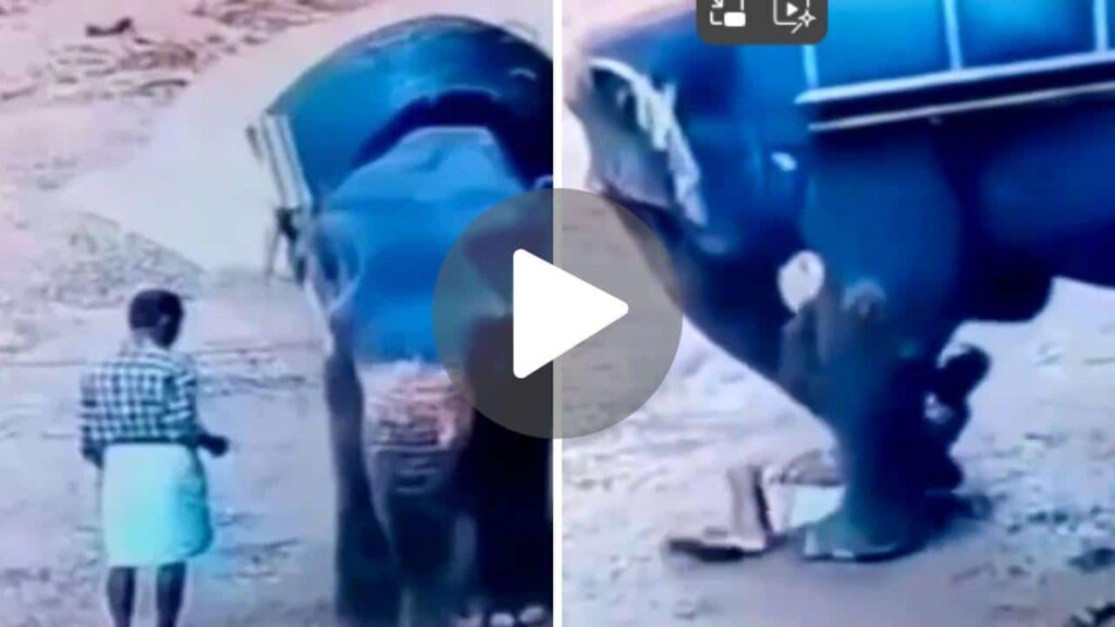 Video del elefante Instagram