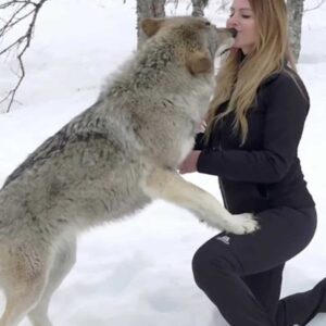 One Girl One Wolf Viral Video Xxx Porn Original